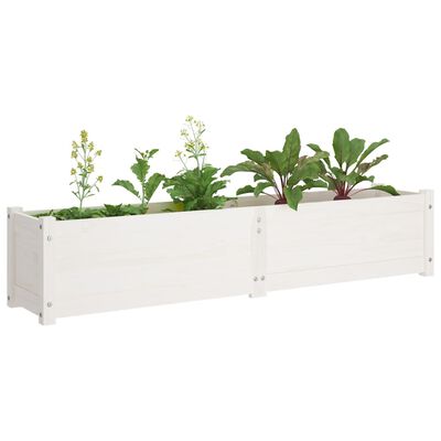 vidaXL Strat înălțat de grădină, alb, 150x31x31 cm, lemn masiv de pin