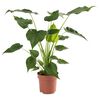 vidaXL Alocasia Cucullata &Oslash;21, &icirc;nălțime 65-75 cm