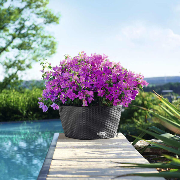 LECHUZA Jardinieră "BACINO Cottage ALL-IN-ONE" 30x30 cm, negru grafit