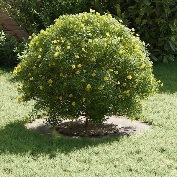 vidaXL potrivit pentru inele de copac plat 5 pcs Argintiu Ø30 / 60 cm