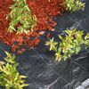 Nature Folie antiburuieni pentru sol cu țăruși, negru, 2 x 5 m