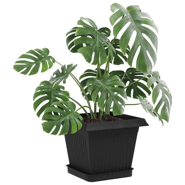 Se afișează imaginea 3 din 10