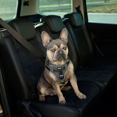 Kerbl Ham de siguranță auto animale de companie, negru, 68-85 cm
