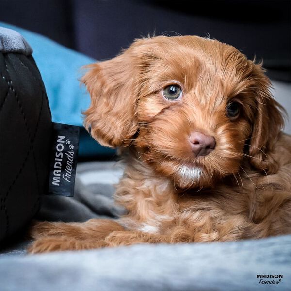 Madison Pat pentru câini „Velvet”, 80x67x22 cm, gri