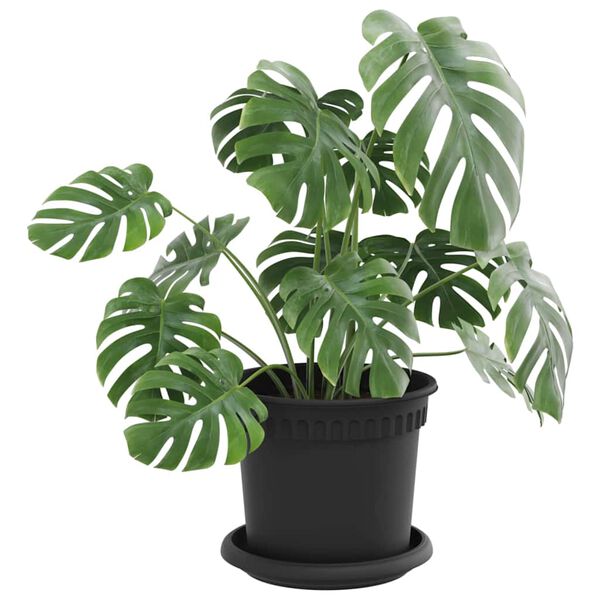 Se afișează imaginea 3 din 12