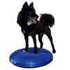 FitPAWS Disc de echilibru pentru animale de companie, albastru, 56 cm
